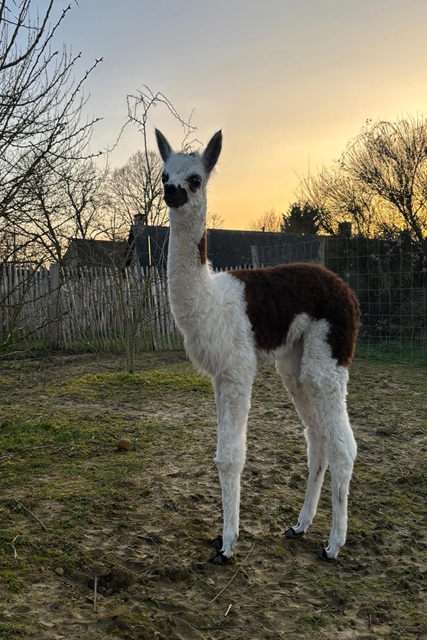 Bébé alpaga